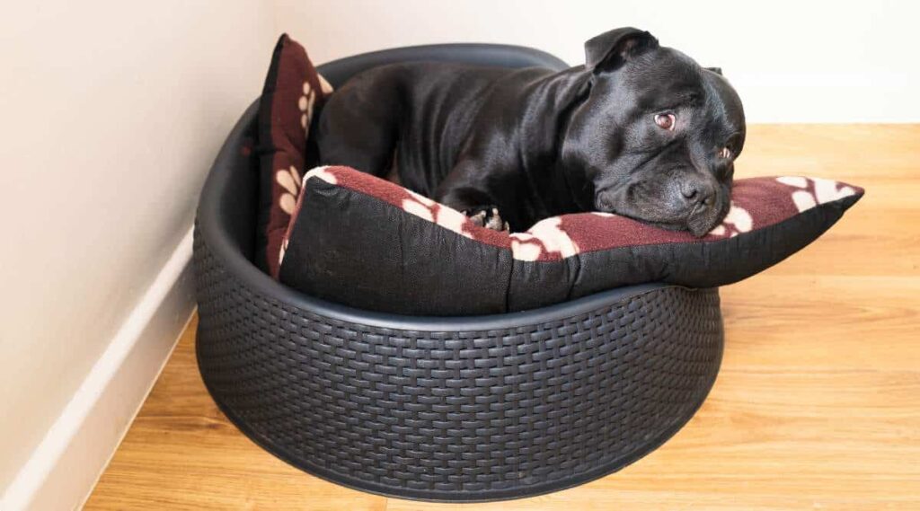 Portrait of a Staffordshire bull terrier dog lying in a plastic pet bed on a cushion with a cute raised eyebrows expression