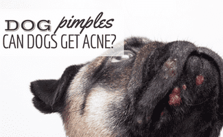 why do pugs get pimples