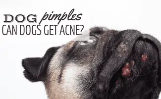 can cats and dogs get acne