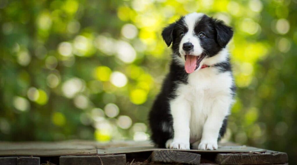 Border Collie puppy with a fluffy puppy coat.