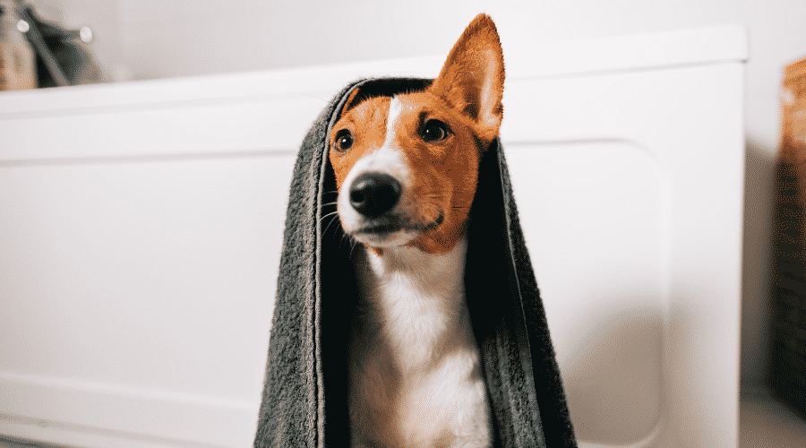 Portrait of funny basenji dog wrapped in a towel after washing in bathroom