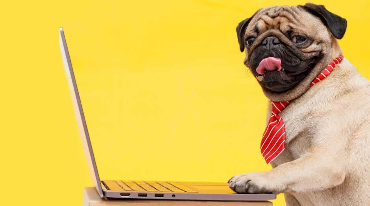 Portrait of happy dog of the pug breed office worker in a tie. Dog looking at laptop