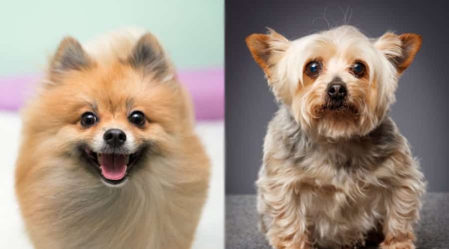 Portraits of Small Dogs