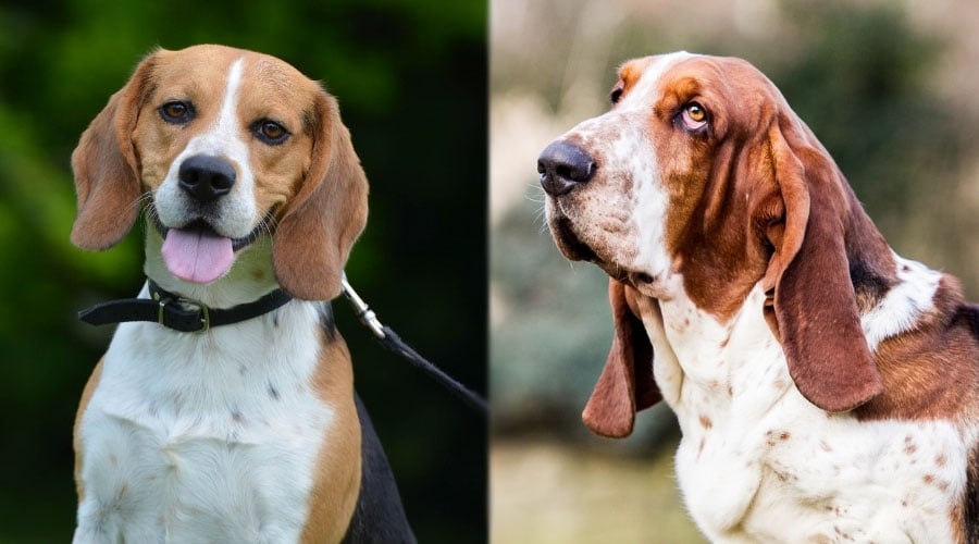 Portraits of Two Dogs