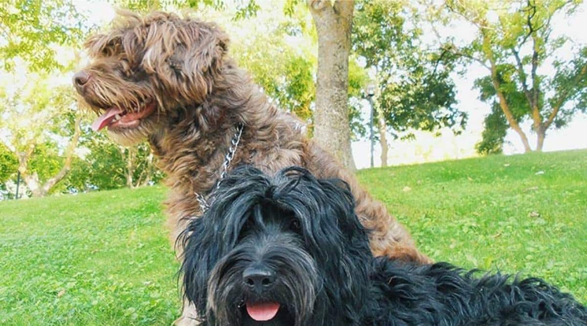 Portuguese Sheepdog Coat and Colors black and brown