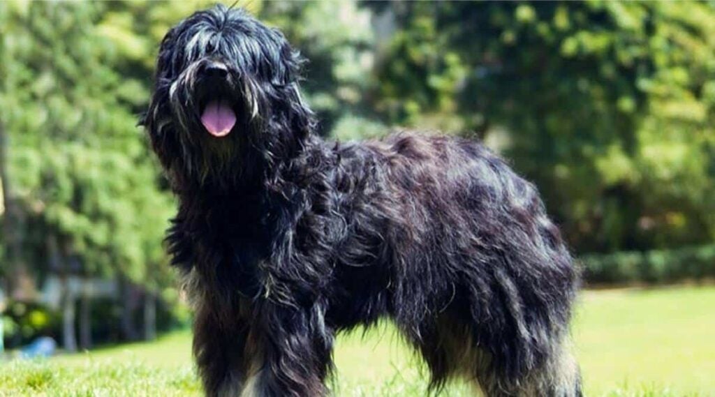 Portuguese Sheepdog standing in grass