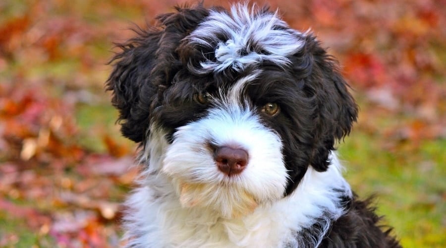 Portuguese Water Dog outside with fall leaves.
