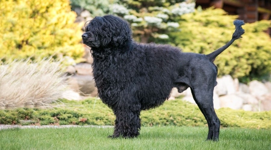 Portuguese Water Dog Outdoors
