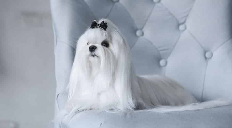 Posh White Dog Posing on a Chair