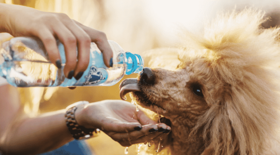 Pouring water from bottle into dog's mouth
