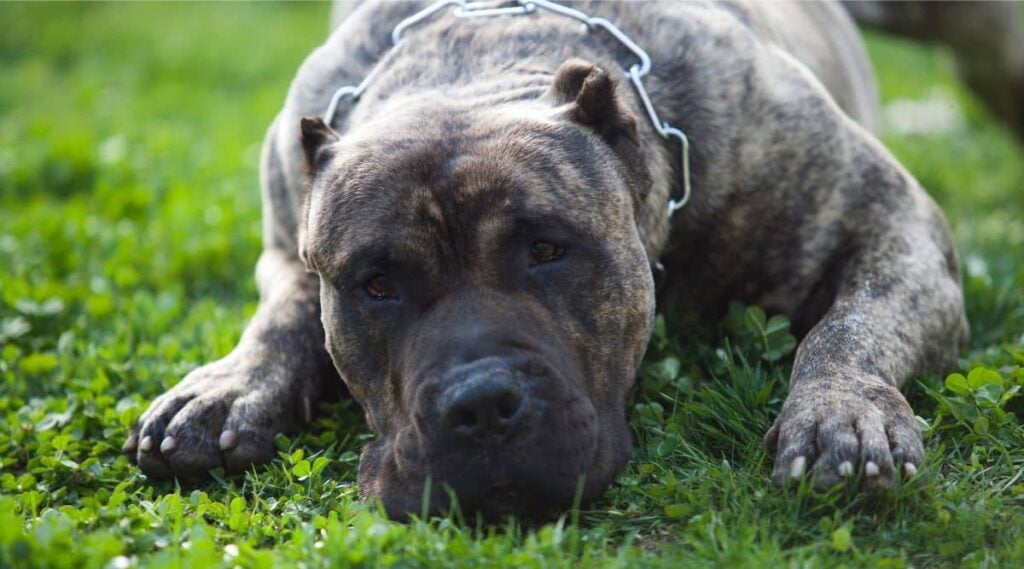 Presa Canario Breed laying in the grass
