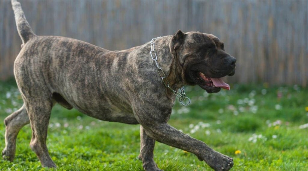 Presa Canario Exercising in the grass outside