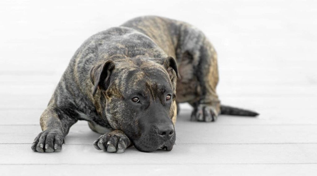 Presa Canario Rescues sitting on the ground with white background