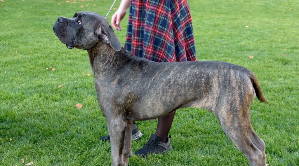 Presa Canario Training outside in the grass