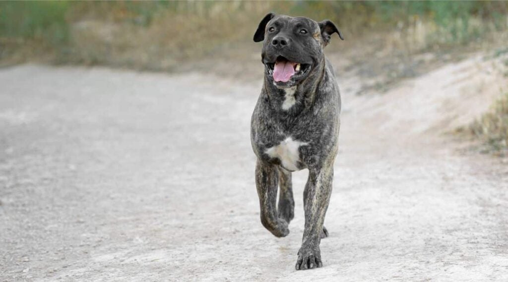 Presa Canario running on the beach