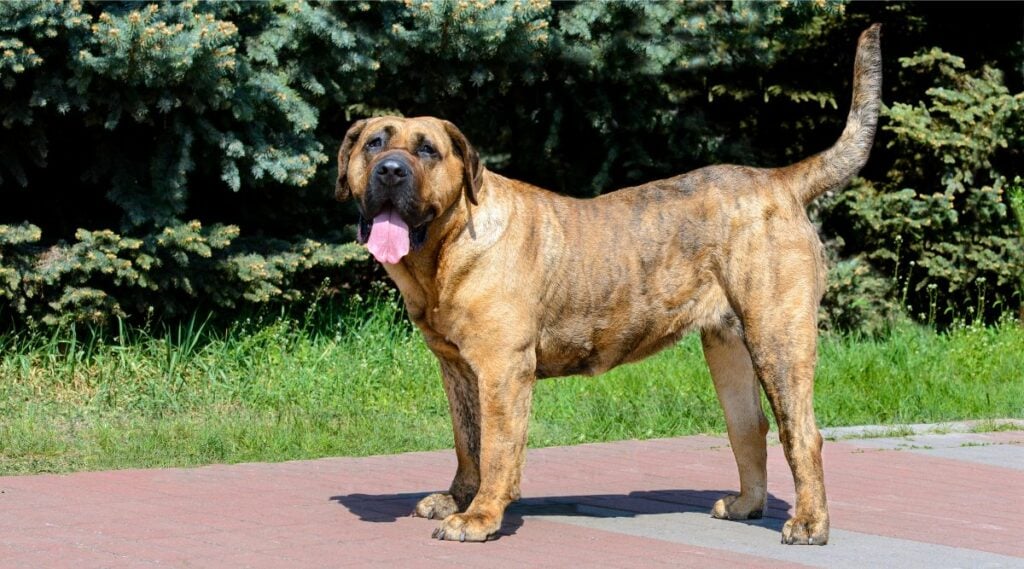 Presa Canario with Coat and brown color standing on a path outside