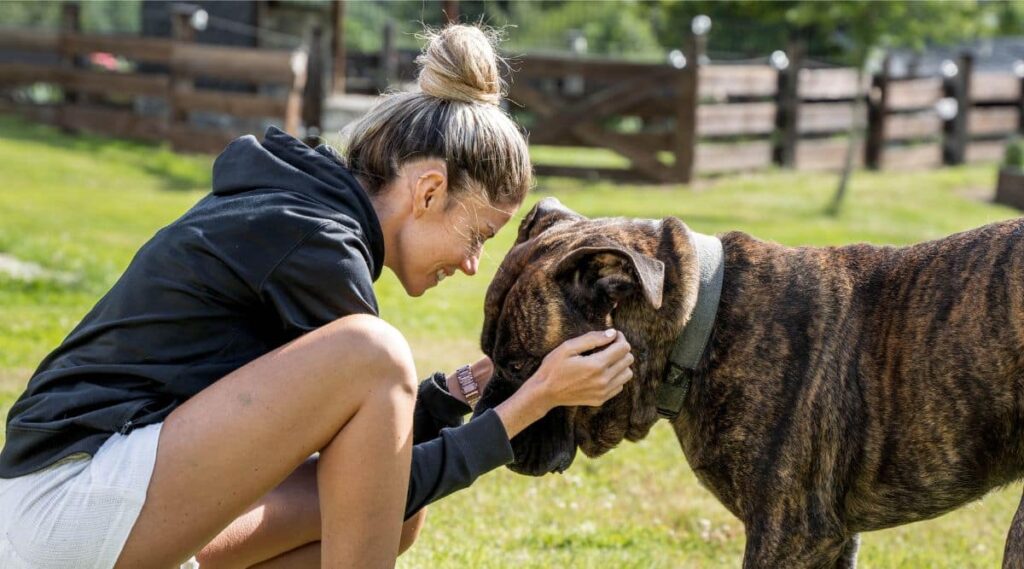 Presa Canario walking outside.