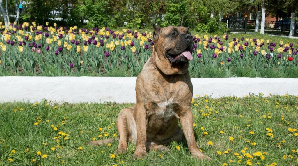 Presa Canario with good Temperament sitting in the grass