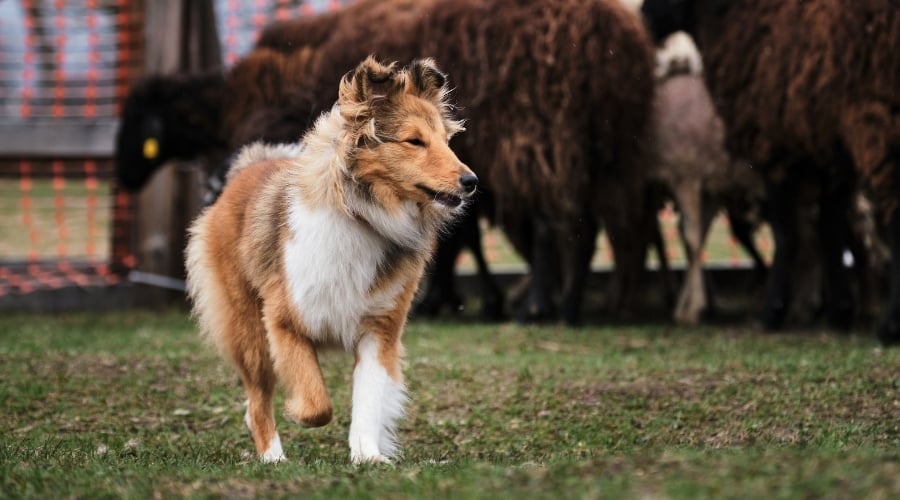 Pretty Dog Next to Flock