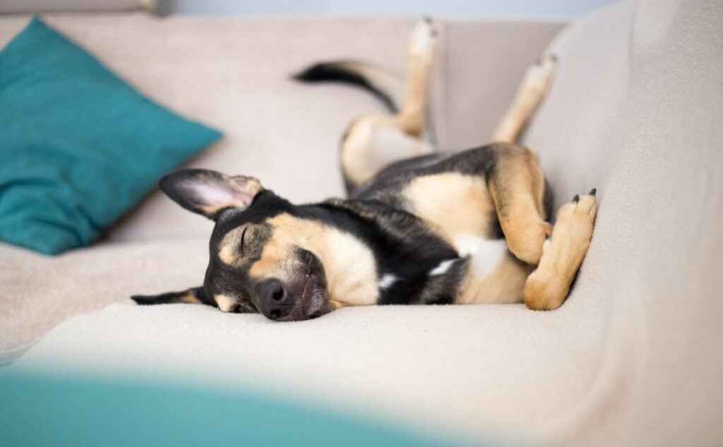 A mixed breed dog sleeping on their back with their legs in the air on a sofa.