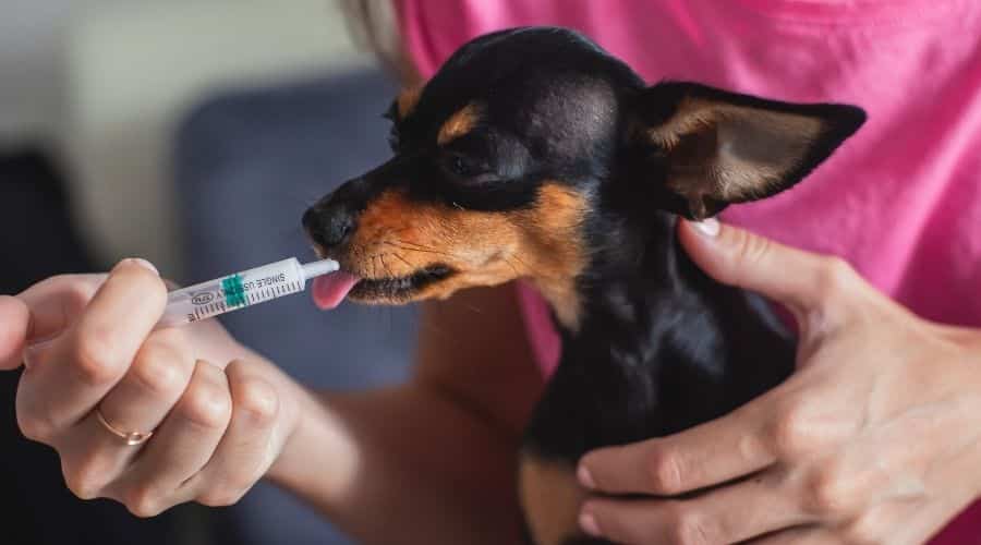 Process of giving a medicine injection to a small breed dog with a syringe