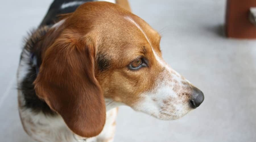 Profile View of Mixed Dog