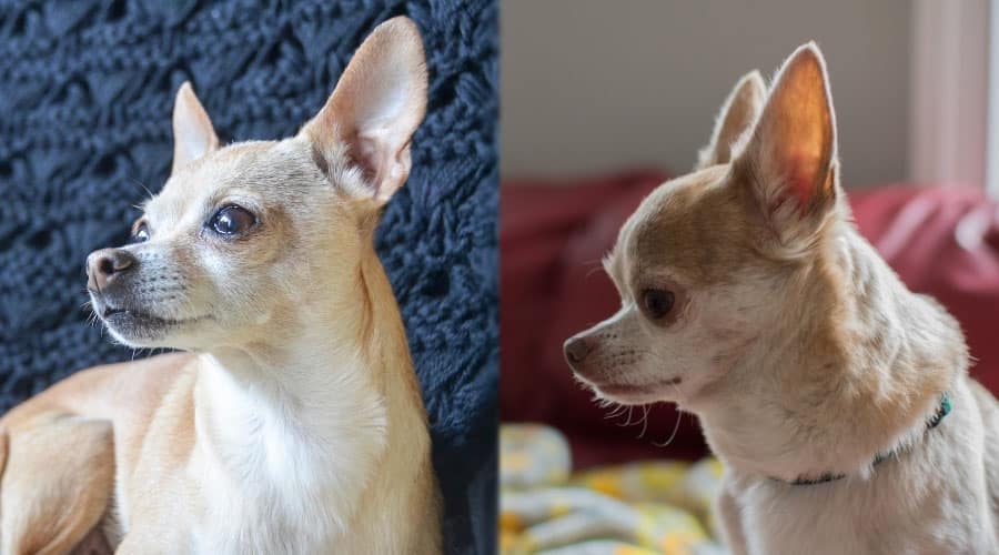 Profile Views of Two Similar Dogs