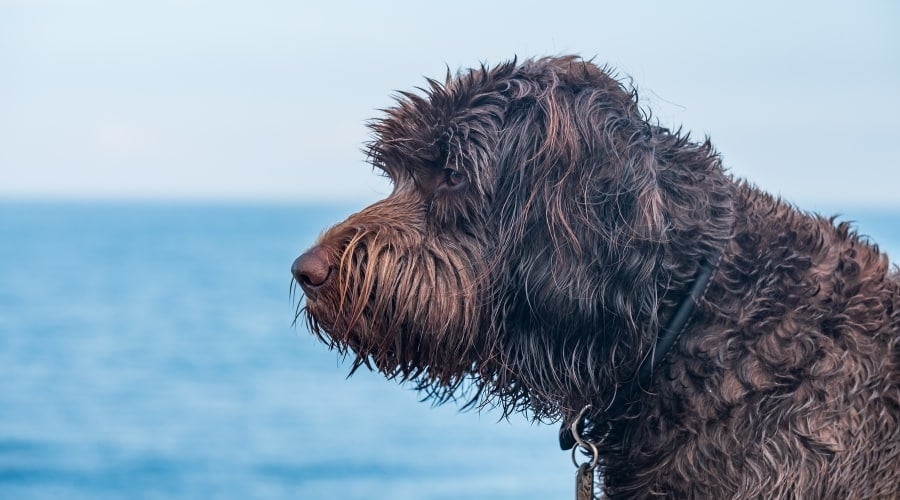 Profile of Brown Dog by the Sea