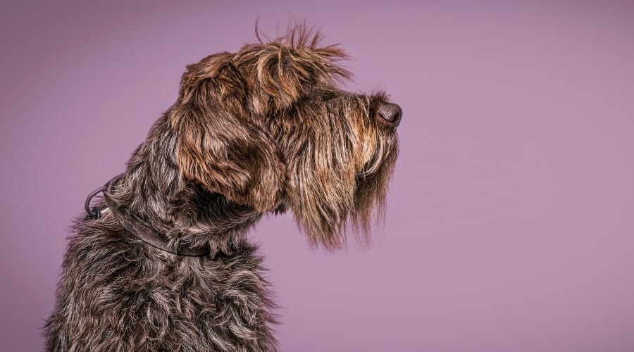 Profile of Scruffy Brown Dog With Purple Background
