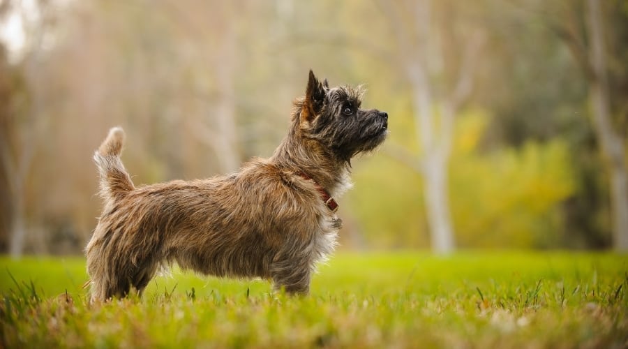 Profile of Small Dog