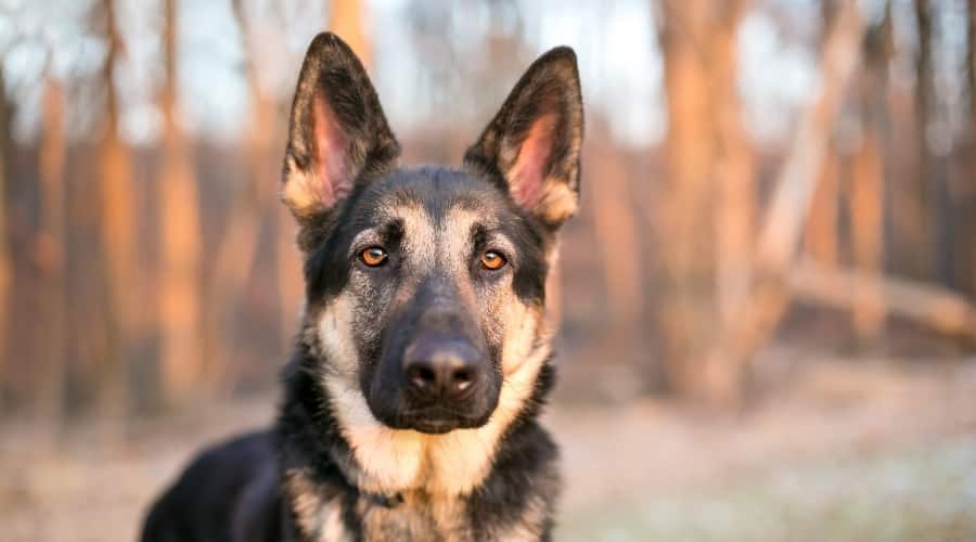 Protective Dog Outdoors