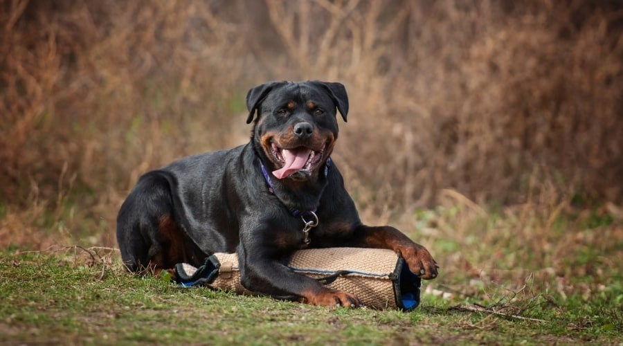 Large Rottie dog laying in a field on top of a toy.