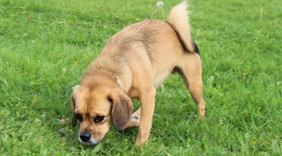 Pug Beagle Mix Outdoors Exercising