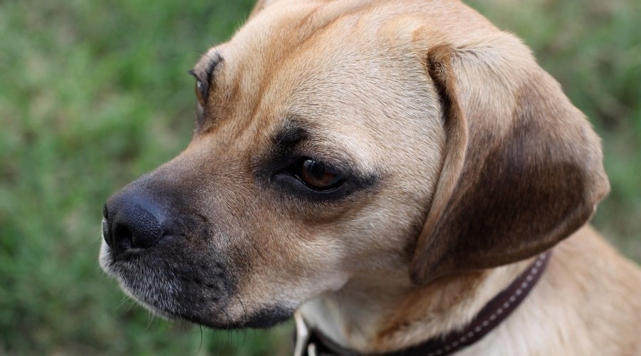 Pug Beagle Mix in Training