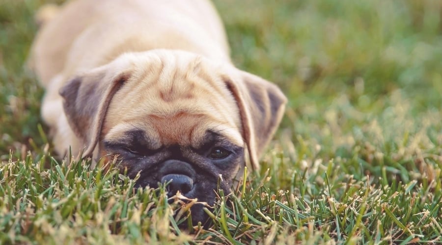 Pug Chihuahua mix Puppy