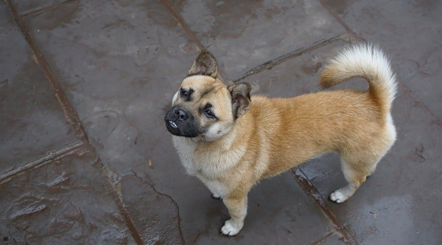 Pug Corgi Mix