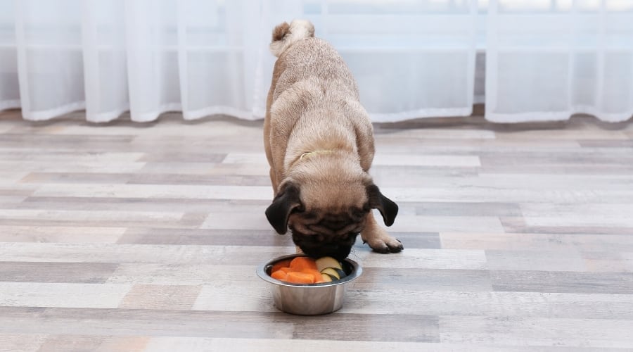 Pug eating bowl of veggies.