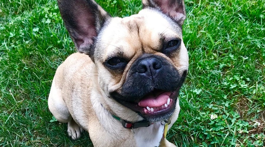 Pug French Bulldog Mix