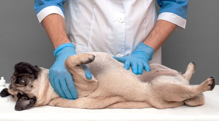 Pug Having His Tummy Checked