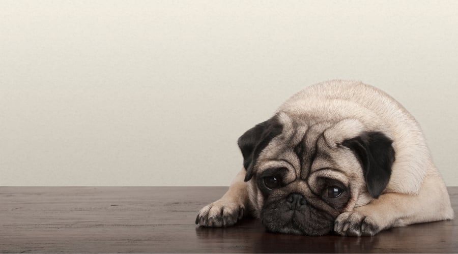 Pug laying down on wood floor.