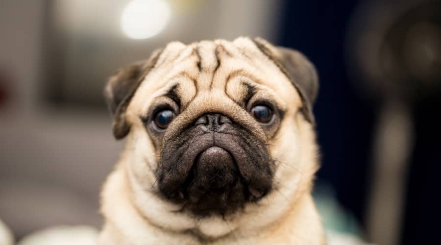Pug Looking at Camera