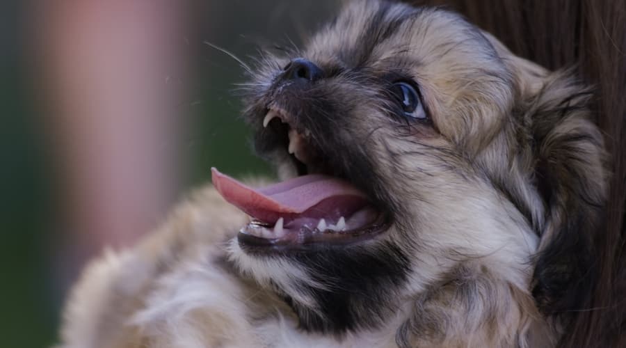 Pug Maltese Mix