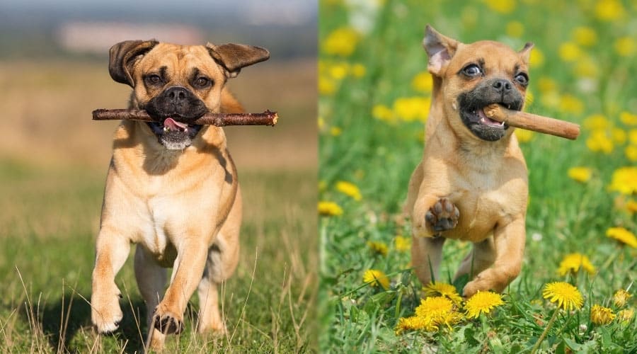 Pug Mix Dogs Running With Sticks