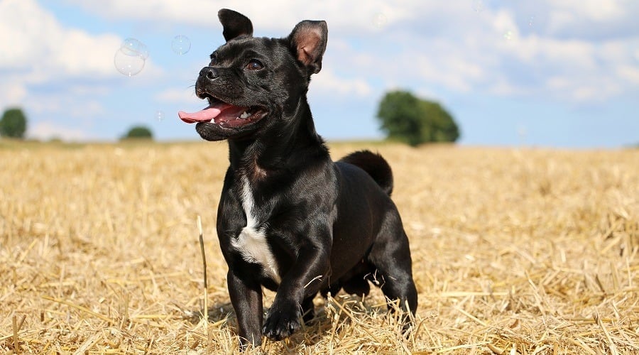Pug Pitbull Mix