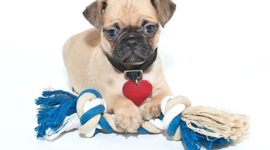 Pug Puppy With Rope Toy