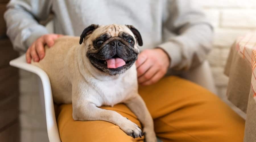 Pug Sitting on Owners Lap