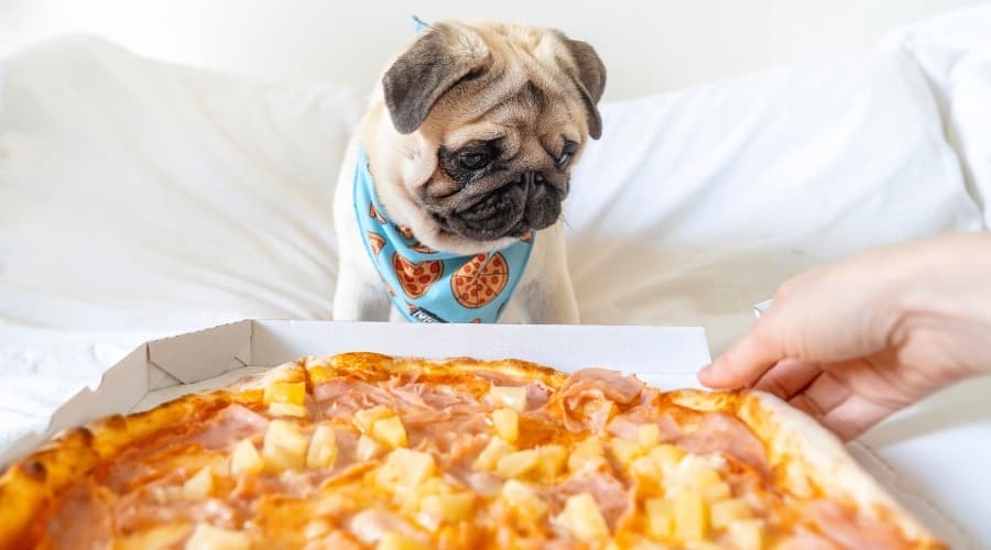 Pug Stares at Pineapple and Ham Pie