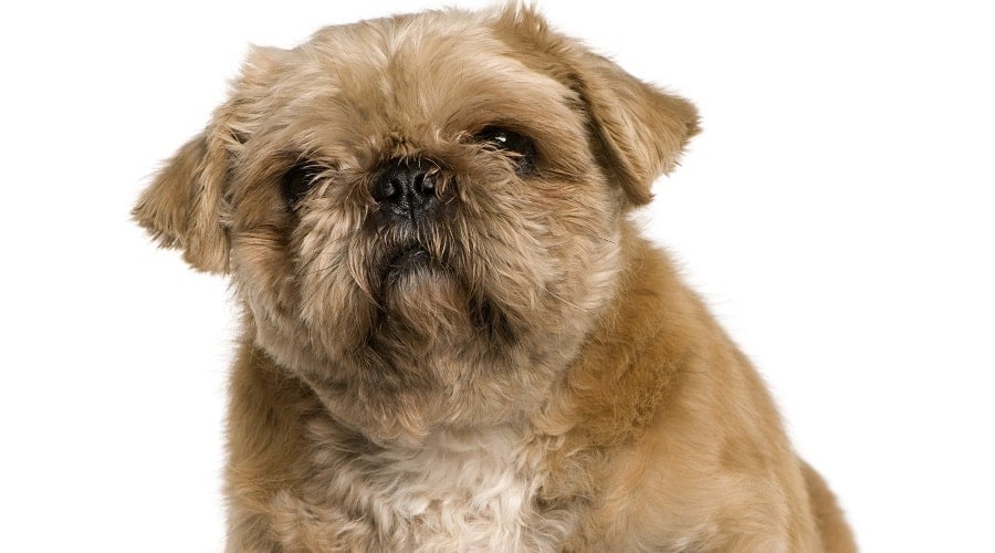 Pug Tzu
