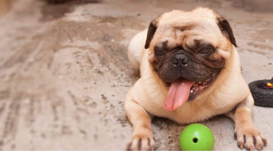 Pug With Green Toy