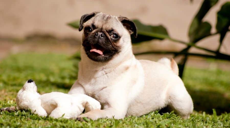 Pug With Plush Toy